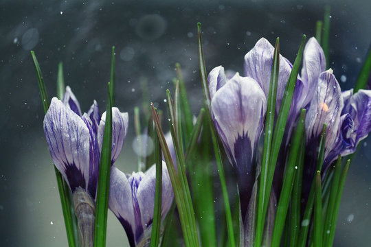 Blue Crocus Flowers Spring