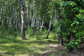 Summer landscape. Birch grove