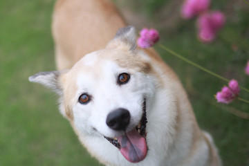 笑顔で見つめる犬とピンクの花