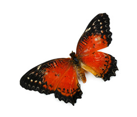 Beautiful butterfly, isolated on white