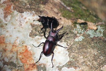 ノコギリクワガタのオスとメス
