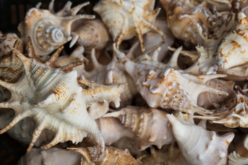 Seashells at market.