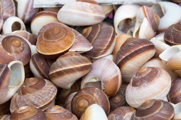 Seashells at market.