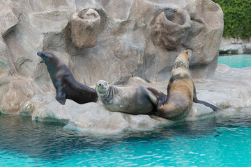 Fur seals