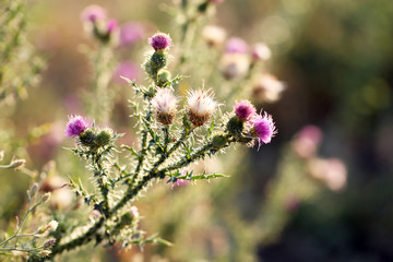 Beautiful wild flowers in field