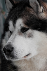 Alaskan Malamute portrait closeup