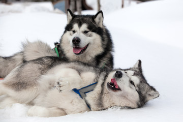 Alaskan Malamute in the snow closeup