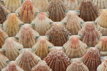 Sea shells in the background