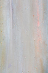 eucalyptus tree bark texture background image