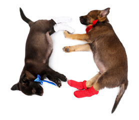 Sleeping puppies dressed in socks isolated on white