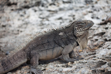 Marine iguana