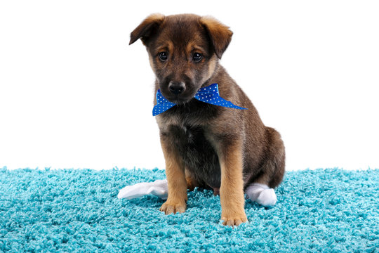 Puppy Playing On A Blue Carpet Isolated On White