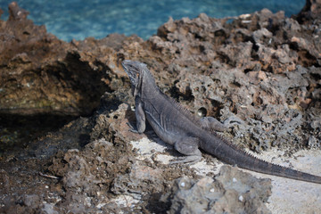 Marine iguana