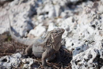 Marine iguana
