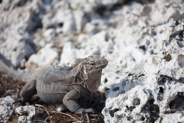 Marine iguana