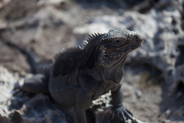 Marine iguana