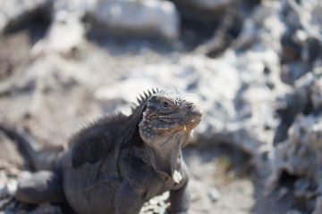 Marine iguana