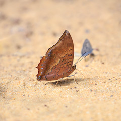 Fototapeta na wymiar brown butterfly standing on the ground by pebbles.