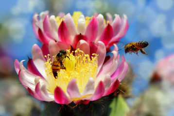 Obraz na płótnie Canvas bee and flower pollination