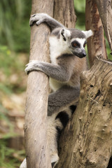Ring-tailed lemur
