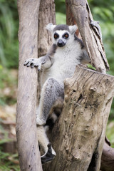 Ring-tailed lemur