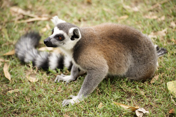Naklejka na ściany i meble Ring-tailed lemur sitting