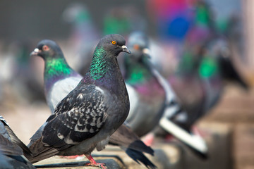 Pigeon closeup