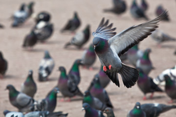 Fototapeta premium flying dove