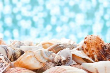 Obraz na płótnie Canvas Sea shells closeup