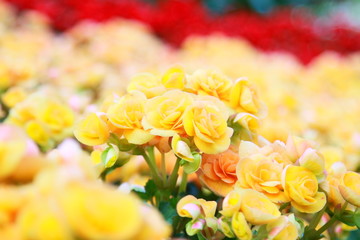 Yellow Begonia flowers