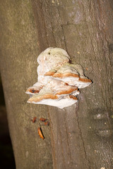 Closeup of tinder fungus on tree trunk