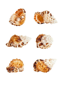 Sea shell on a white background in different angles