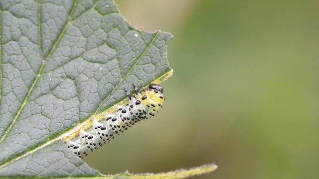 Gooseberry sawfly caterpillar (Nematus ribesi)
