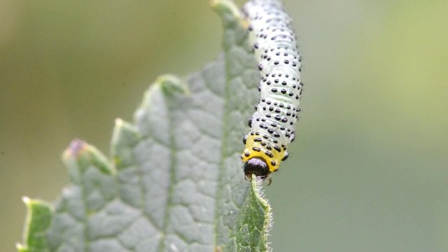 Gooseberry sawfly caterpillar (Nematus ribesi)