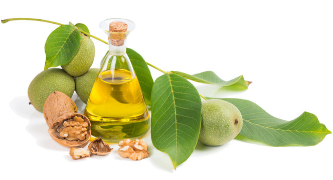 walnut oil with ripe and unripe walnuts