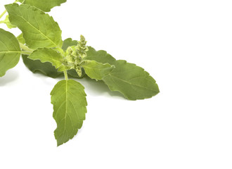 Hot basil leaves isolated on the white background