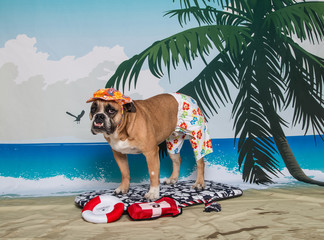 Bulldog on a boogie board on scenic backdrop