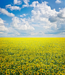 Beautiful landscape with sunflower field over cloudy blue sky