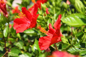 Red hibiscus © dore art