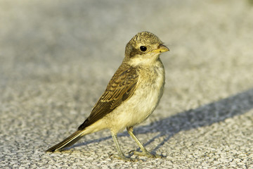 Red-backed Shrike immature / Lanius collurio