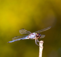 Shiny dragonfly