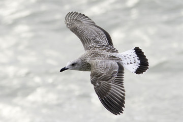Larus michahellis / yellow - legged gull immature