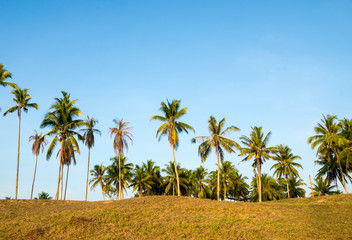 Fototapeta na wymiar Coconut trees against blue sky at village