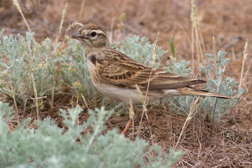 short-toed lark that sits in the desert spring day