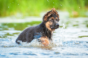 German shepherd puppy running in water © Rita Kochmarjova