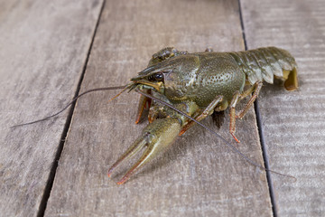 One live green crayfish on a wooden surface