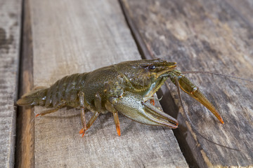 One live green crayfish on a wooden surface