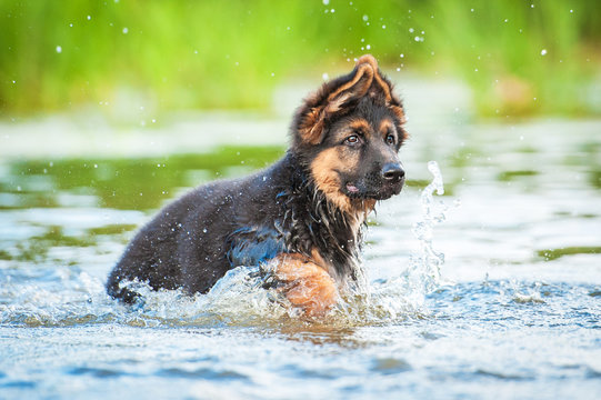 German Shepherd Puppy Running In Water