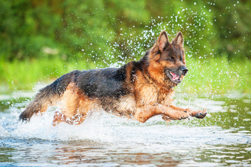 German shepherd dog jumping in water
