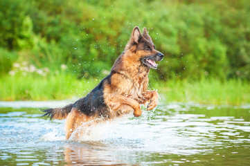 German shepherd dog jumping in water
